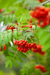 Green rowan tree with red berries. Autumn inspiration in Russia. Bright contrast colors