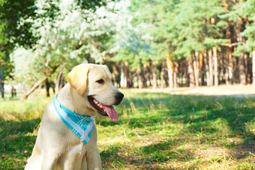 Portrait of young labrador retriever dog out in the woods on a nice sunny day. Six months old doggy walking in the park. Close up, copy space, background.
