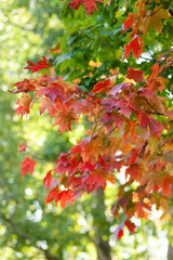 Maple tree with red yellow and green leaves. Early autumn, brigth daylight. Russia, Moscow