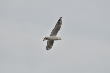 Free seagul flying in the sky