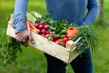 Strong farmer man in blue clothes is holding in his hands wooden case with ripe autumn vegetables. Carrot with tops, pink radish, red pepper, squash, cucumber, onion. Green background, Russia, Moscow