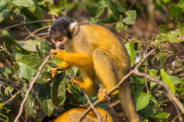 The mono amarillo chichi monkey