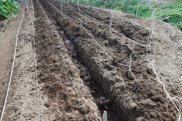 植え付けの準備