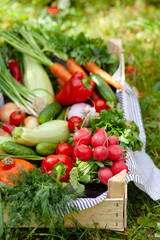 Rustic wooden case with ripe autumn vegetables. Carrot with tops, pink radish, red pepper, squash, cucumber, onion, garlik, pumpkins. Zero waste, no plastic, eco friendly