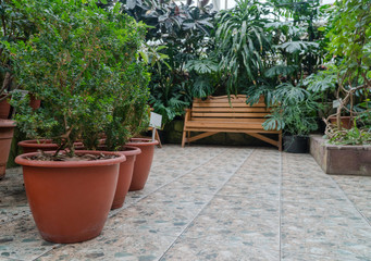 pot of flowers in a decorative greenhouse. tropical orangery