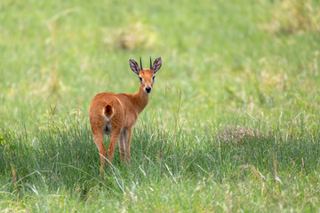 Oribi, Ourebia ourebi is small antelope found in eastern, southern and western Africa. Ethiopia, Senkelle Sanctuary, Africa wildlife
