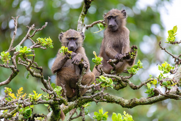 chacma baboon,  papio ursinus, also known as the Cape baboon feeding on top of the tree. Chackma is strong and big african monkey. Hawassa, Ethiopia Africa wildlife