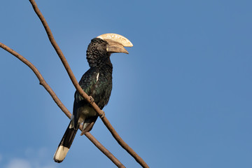 Big bird, Silvery-cheeked Hornbill, Bycanistes brevis, sits on tree against blue sky, Ethiopia,...