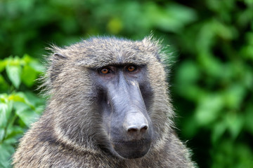 chacma baboon,  papio ursinus, also known as the Cape baboon. Is strong and big african monkey. Hawassa, Ethiopia Africa wildlife