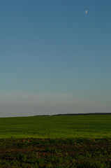 green field at sunset