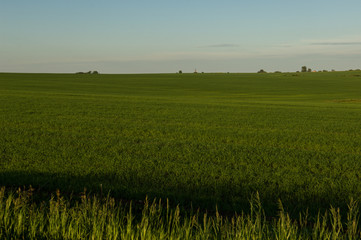 green field at sunset