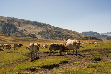 High altitude valley with cows in the background at sunset.