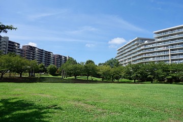 Fototapeta premium 夏の公園