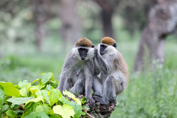 Vervet monkey family in social Grooming. Chlorocebus pygerythrus in Hawassa - Awasa city park, Ethiopia wildlife