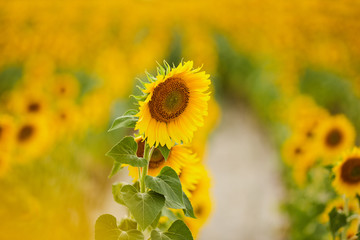 Fototapeta premium Field of sunflowers. Close up of sunflower against a blurred field.