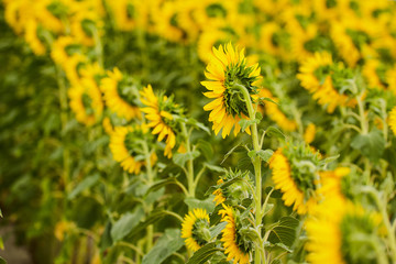 Sunflower field. The back view of blooming sunflowers.