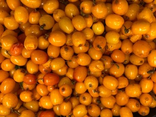 Sea-buckthorn 