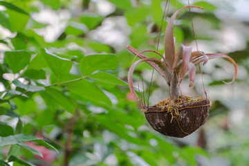 pot of flowers in a decorative greenhouse. tropical orangery