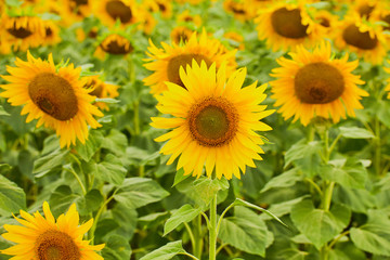 Fototapeta premium Fields with infinite sunflowers. Agricultural field.