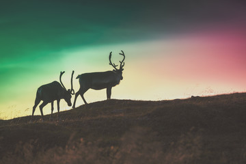 Silhouette of two deers against the gradient colored sunset sky