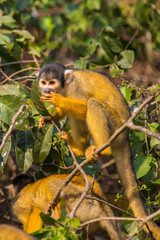 The mono amarillo chichi monkey