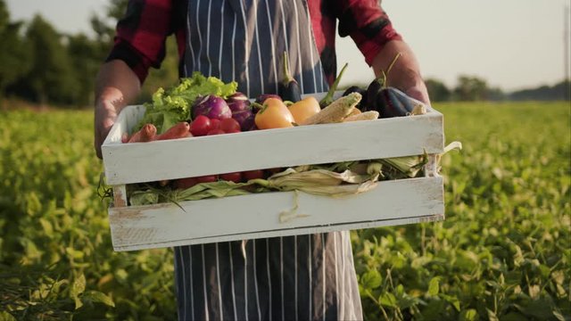 Close up young farmer is holding a box of organic vegetables look at camera at sunlight agriculture farm field harvest garden nutrition organic fresh portrait outdoor slow motion