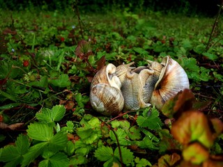 mushrooms in forest