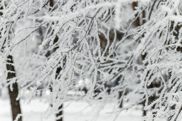 Branches of trees in the forest under the snow.