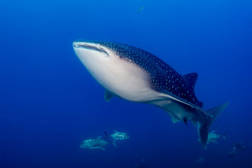 Obraz na płótnie Canvas A huge female Whale Shark swimming in a tropical ocean