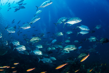 A school of Trevally on the tropical coral reef at Richelieu Rock, Thailand