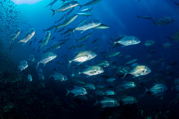 Fototapeta na wymiar A school of Trevally on the tropical coral reef at Richelieu Rock, Thailand