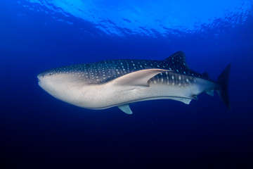 A huge female Whale Shark swimming in a tropical ocean