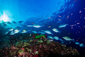 A school of Trevally on the tropical coral reef at Richelieu Rock, Thailand