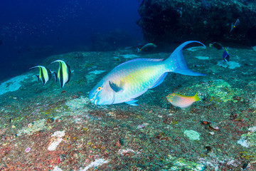 Parrotfish on a coral reef