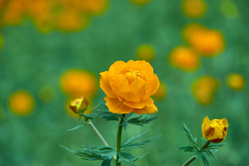 Trollius altaicus