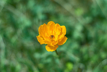 Trollius altaicus