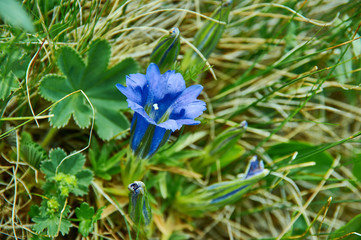 Gentiana