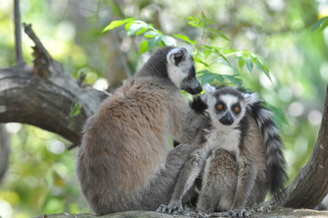 Madagascar, couple de Maki Catta