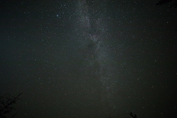 Night sky stars, milky way. Tree silhouette