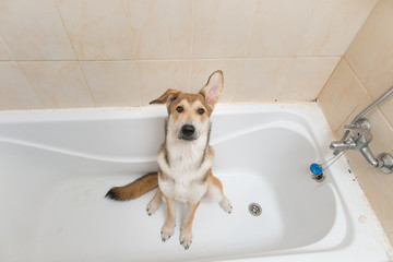 wet mongrel dog after standing in bath