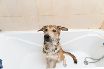wet mongrel dog after standing in bath