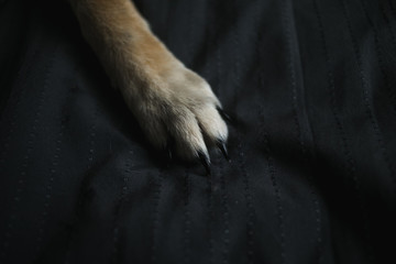 red haired fluffy dog paw on on the bed close up © Alexandr