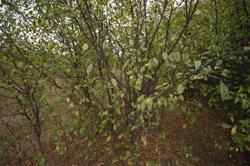 tree in forest