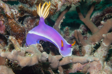 Fototapeta na wymiar Danjugan sea slug Hypselodoris