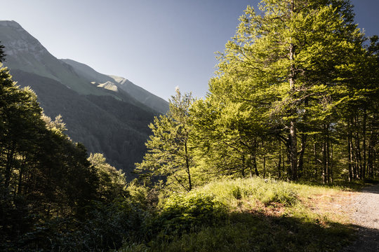 beautiful view of summer forests and mountains in iraty, basque country