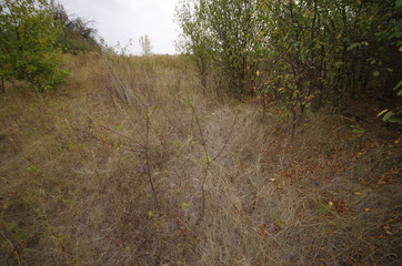 road in forest