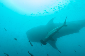 Fototapeta premium size comparison between whale shark and hammerhead shark