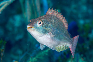 Greenblotch parrotfish Bahamas