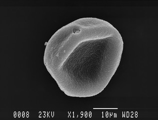 One hornbeam pollen grain