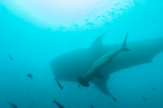 size comparison between whale shark and hammerhead shark